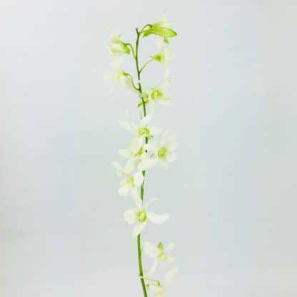 Hawaiian Dendrobium Orchid White  