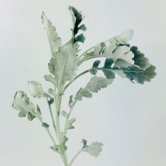 Dusty Miller  