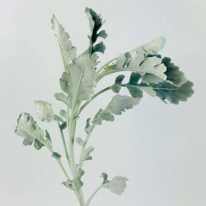 Dusty Miller  