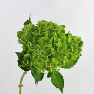 HYDRANGEA- EMERALD GREEN HYDRANGEA- EMERALD GREEN