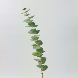 Eucalyptus - Spiral Eucalyptus - Spiral