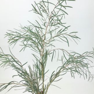 Eucalyptus - Feather Eucalyptus - Feather