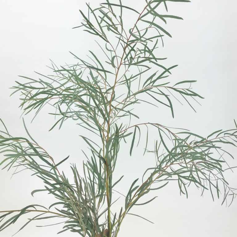 Gunni Eucalyptus - Wholesale Bulk Flower Delivery