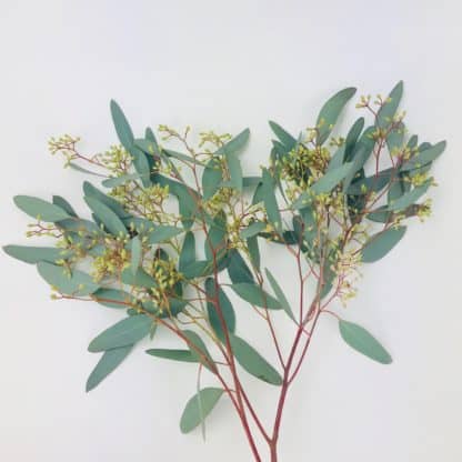 Eucalyptus - Seeded  