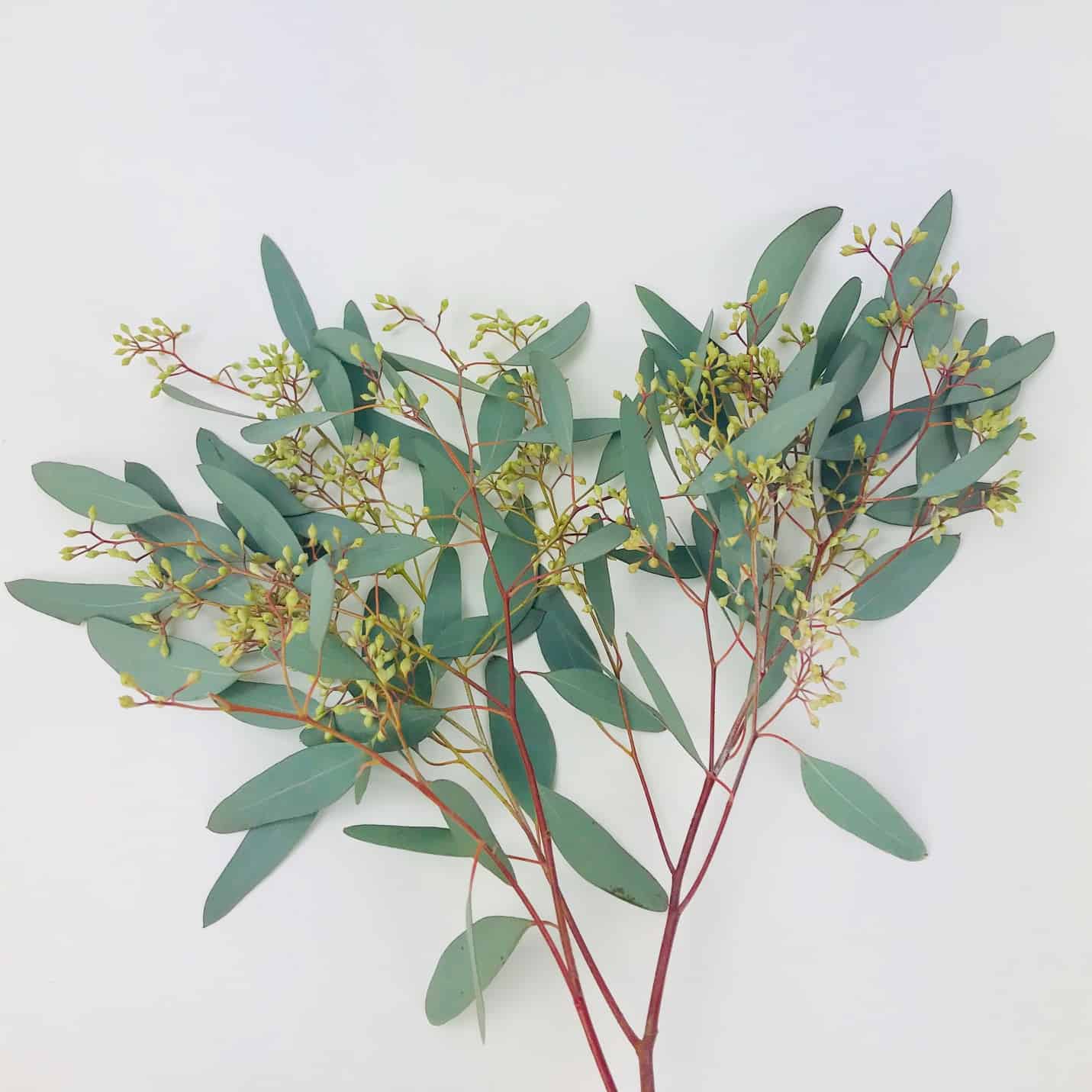 Dried Hydrangea & Seeded Eucalyptus Centerpiece