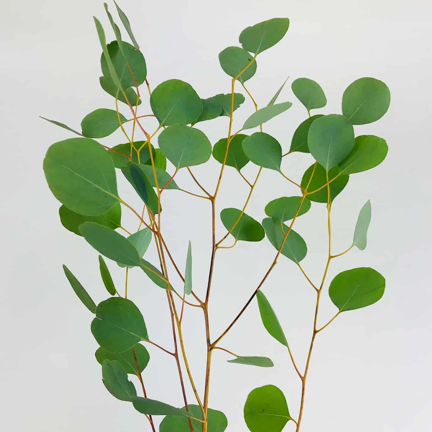 Silver Dollar Eucalyptus - Wholesale Bulk Flowers - Cascade Floral