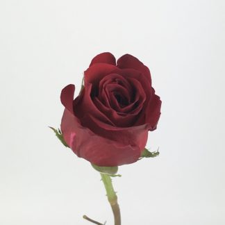 Explorer Rose - 50CM  