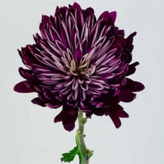 FOOTBALL MUMS | DARK PURPLE  