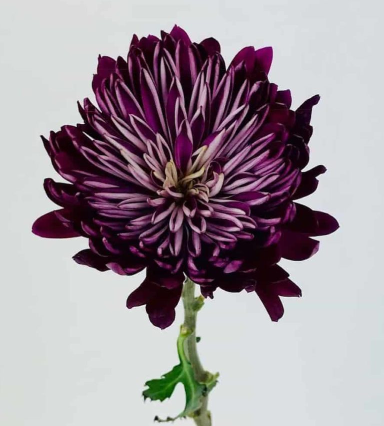 FOOTBALL MUMS DARK PURPLE Wholesale Bulk Flowers Cascade Floral