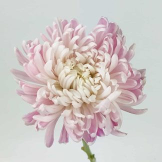 FOOTBALL MUMS | LIGHT PURPLE  