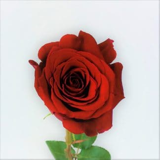 Freedom Rose - 40CM   Freedom Rose - 40CM