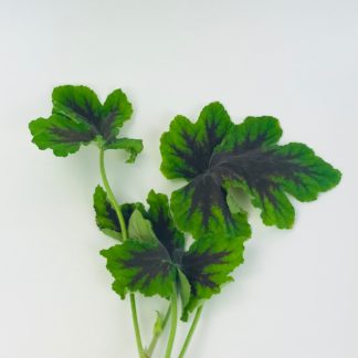 Geranium - Scented Greens  
