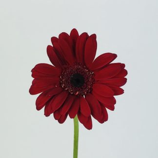GERBERA DAISY- BURGUNDY  