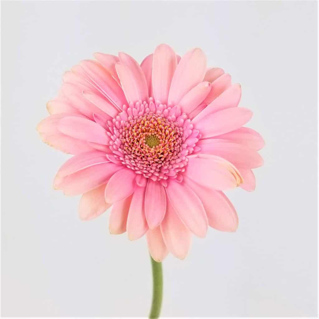 GERBERA DAISY LIGHT PINK Wholesale Bulk Flowers Cascade Floral