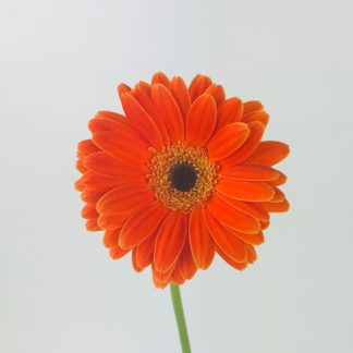 GERBERA DAISY- MINI ORANGE  