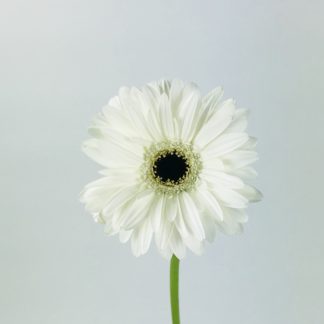 GERBERA DAISY- MINI WHITE  