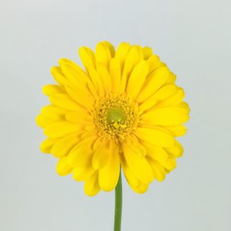 GERBERA DAISY- MINI YELLOW  