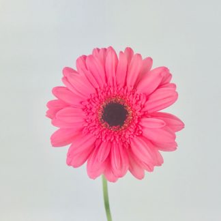 GERBERA DAISY- PINK  