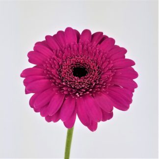 GERBERA DAISY- MAGENTA  