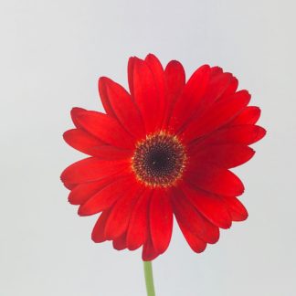 GERBERA DAISY- RED  