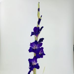 purple gladiolas