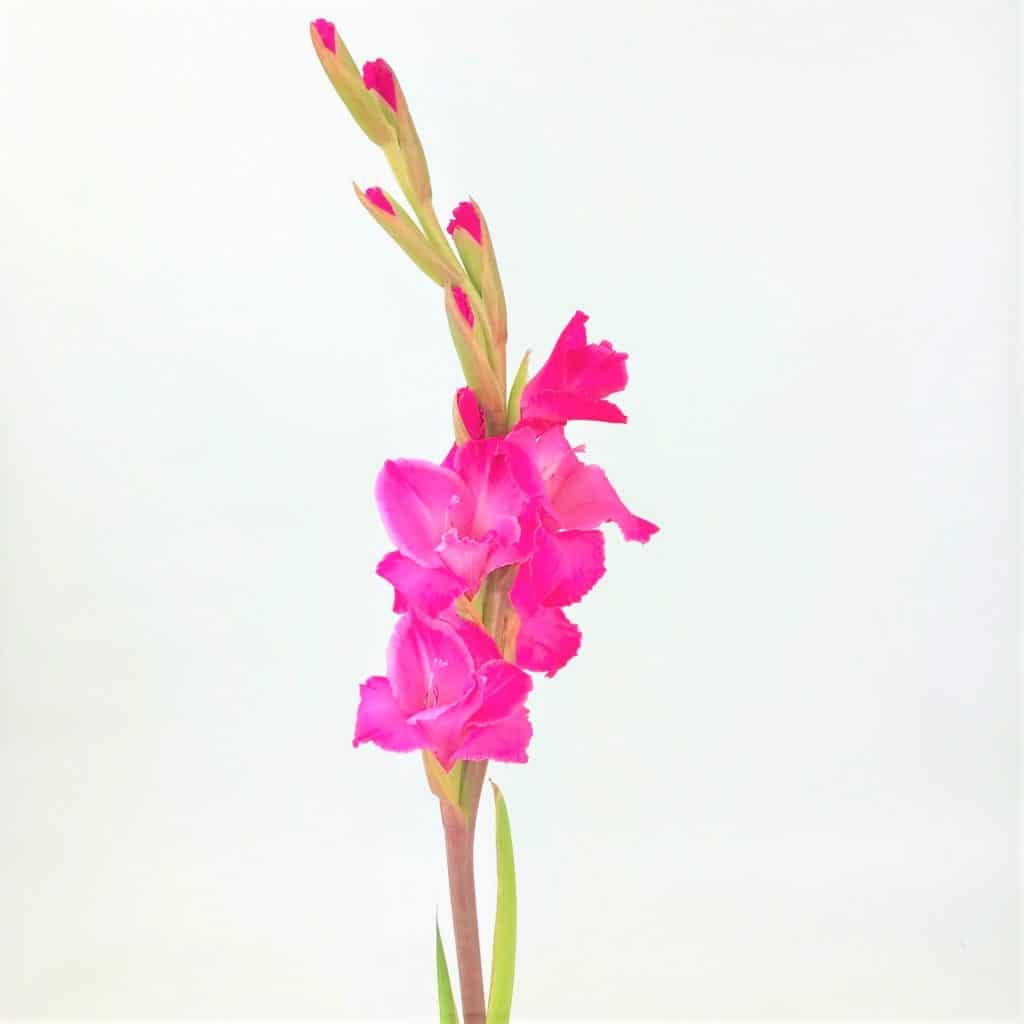 DIY Bulk Flower Delivery & Shipping Cascade Floral Wholesale