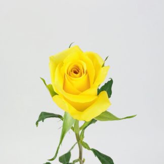 Gold Strike Rose - 50cm Gold Strike Rose - 50cm