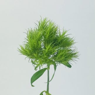 Green Trick Green Trick