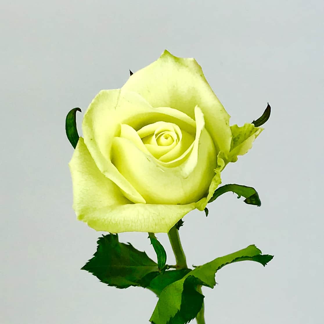 GREEN TEA ROSE - 50CM - Wholesale Bulk Flowers - Cascade Floral