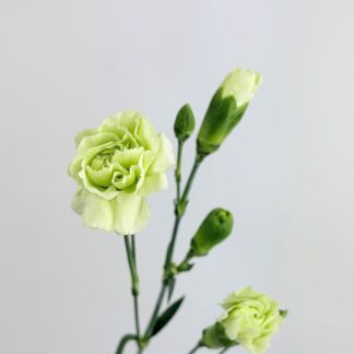 CARNATION MINI GREEN CARNATION MINI GREEN