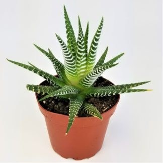 4" HAWORTHIA 4" HAWORTHIA