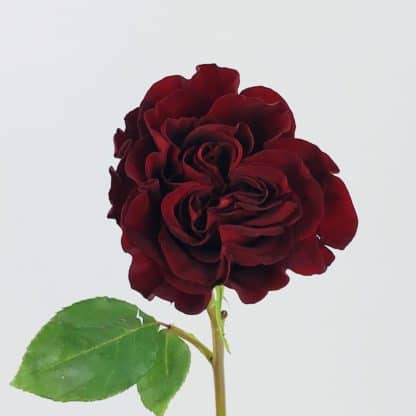 Hearts Garden Rose  