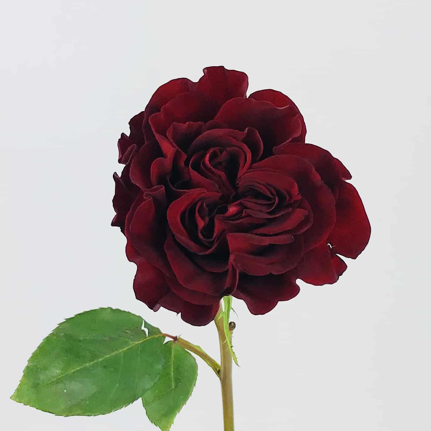 Hearts Rose - - Cascade Floral
