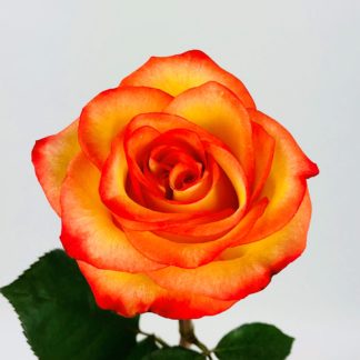 HIGH AND MAGIC ROSE - 50CM  