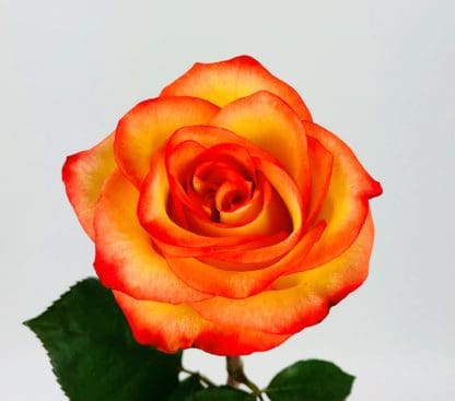 HIGH AND MAGIC ROSE - 50CM  