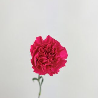 CARNATION HOT PINK  