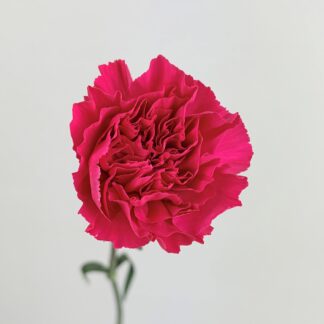 CARNATION - HOT PINK  