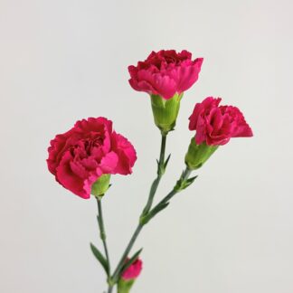 CARNATION MINI HOT PINK CARNATION MINI HOT PINK