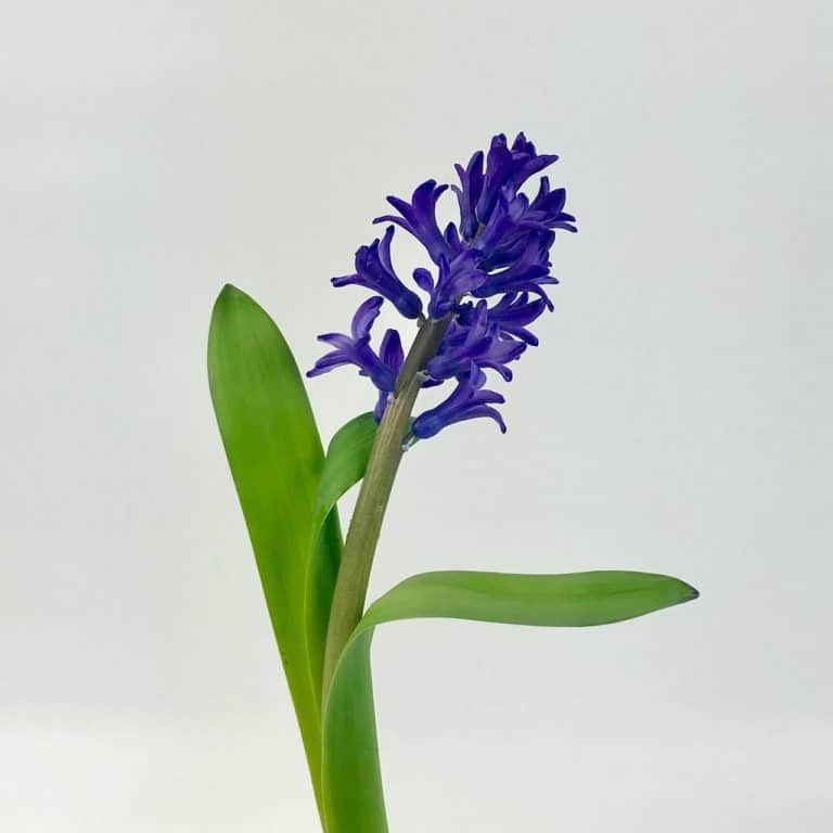 IRIS Wholesale Bulk Flowers Cascade Floral