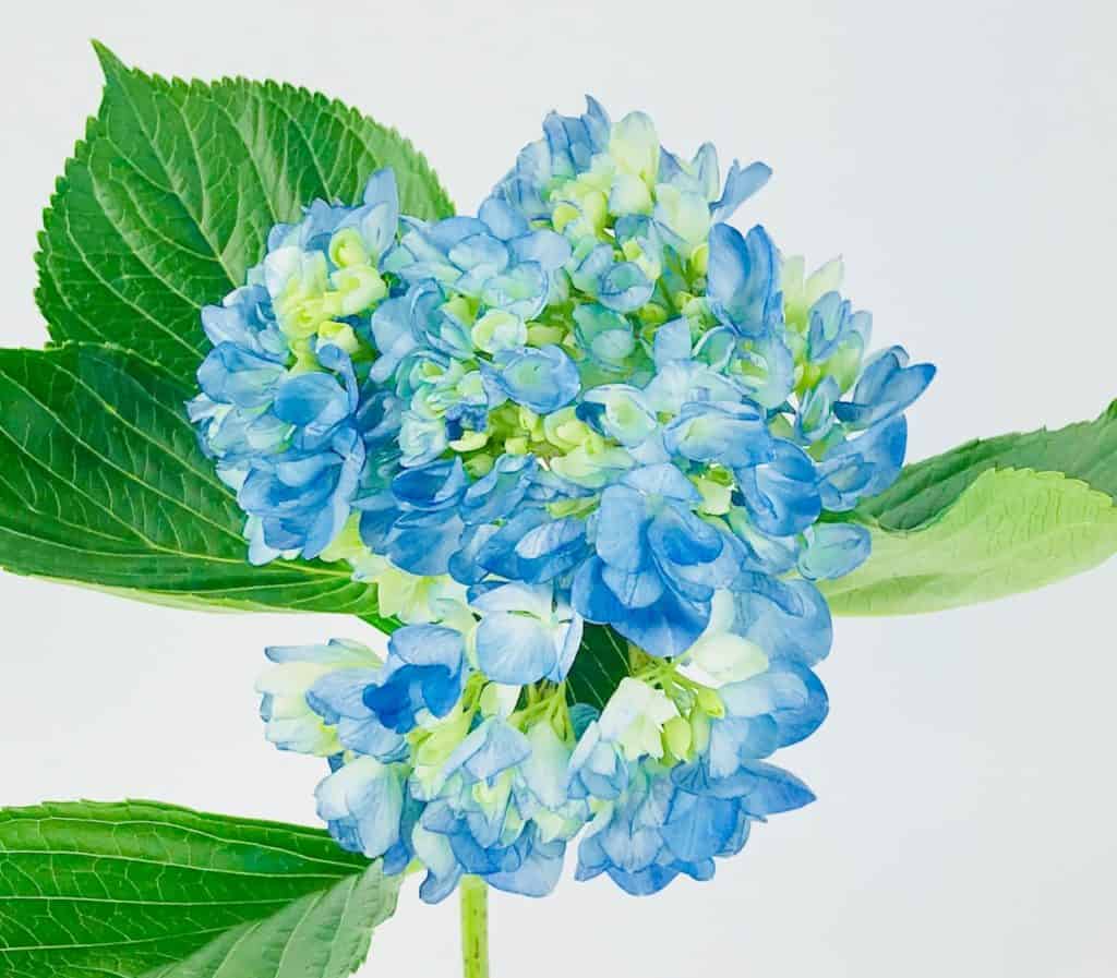 Blue Hydrangea Wholesale Bulk Flowers Cascade Floral