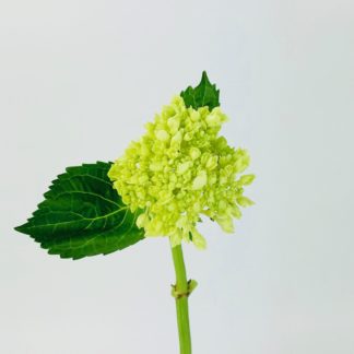 Green Mini Hydrangea  
