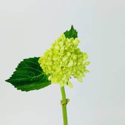 Green Mini Hydrangea  