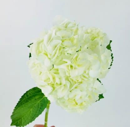 White Hydrangea  