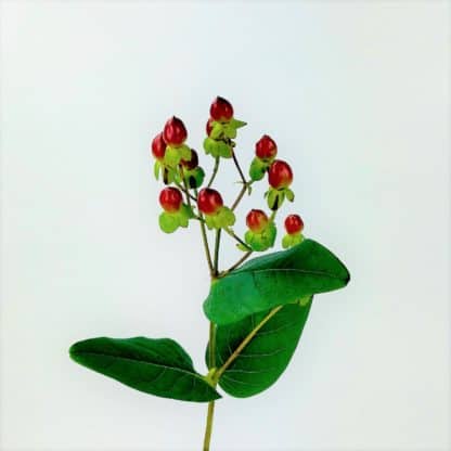 Hypericum Berry Burgundy  