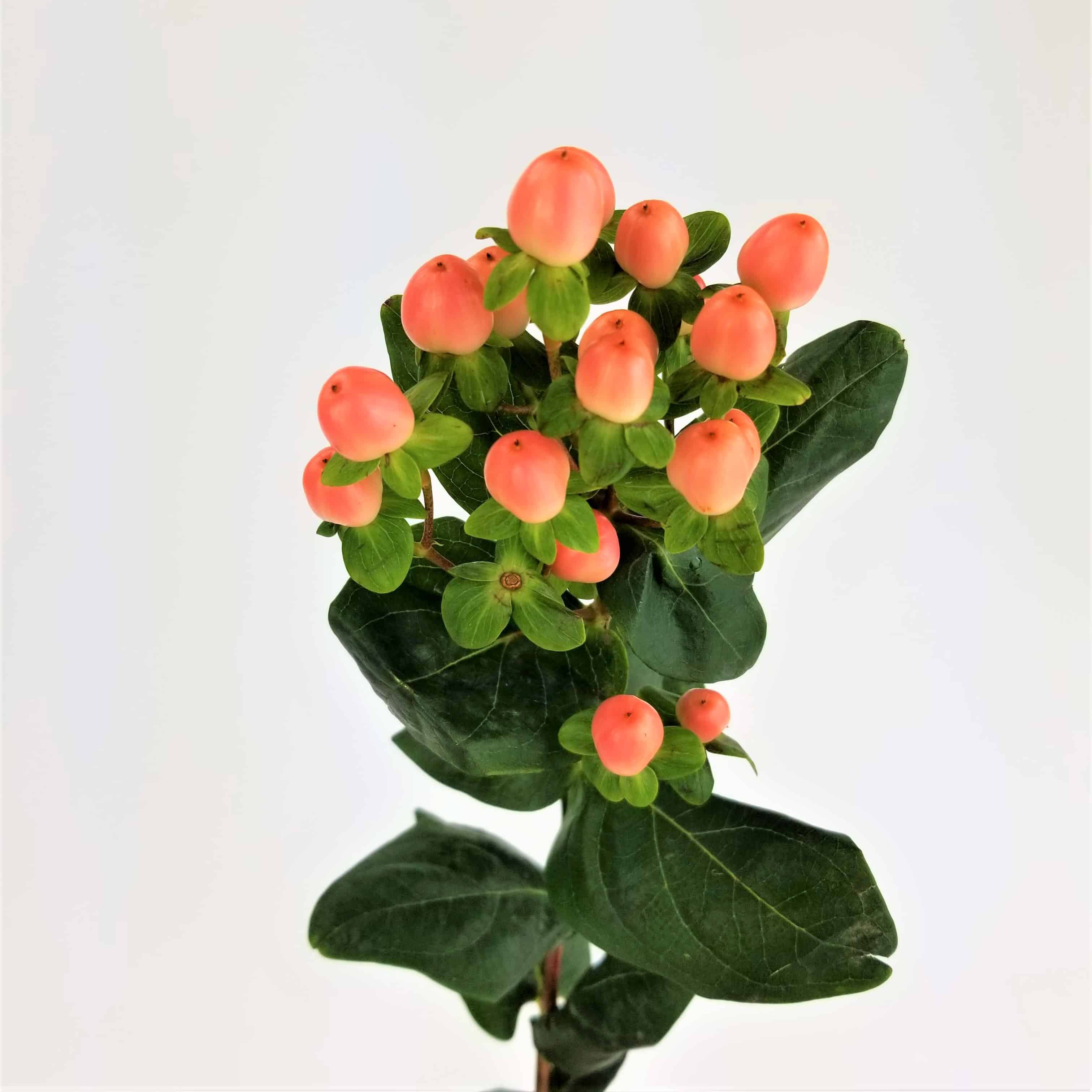 Green hypericum berries  Hypericum berries, Wedding flowers