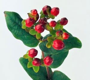 red berries with green leaves