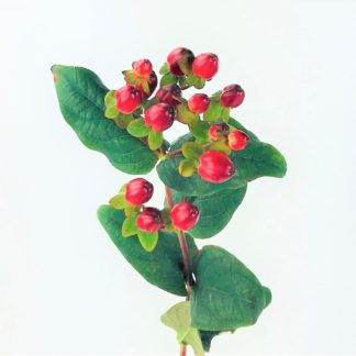 HYPERICUM BERRY RED  