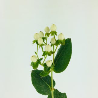 HYPERICUM BERRY WHITE  