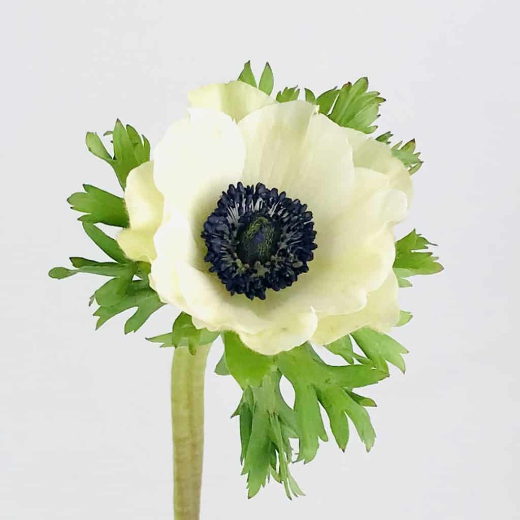 WHITE ANEMONE Wholesale Bulk Flowers Cascade Floral