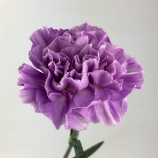 Carnation Moonaqua  
